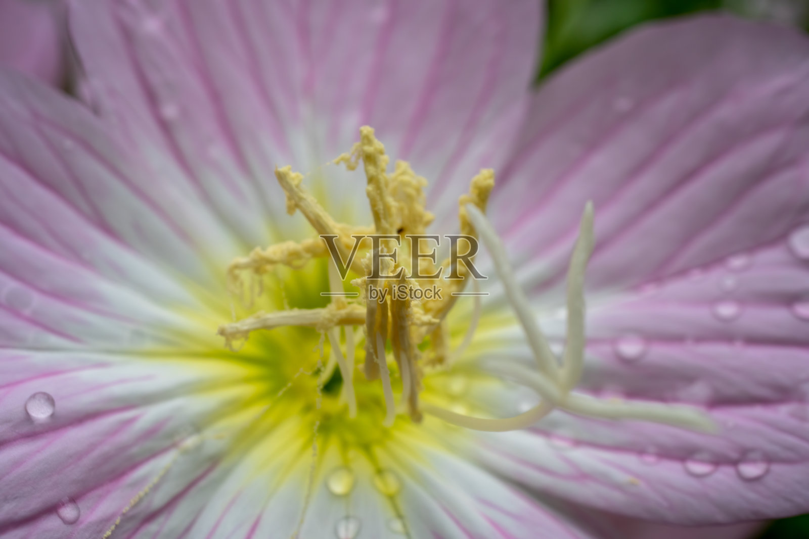 美丽的粉红色的花照片摄影图片