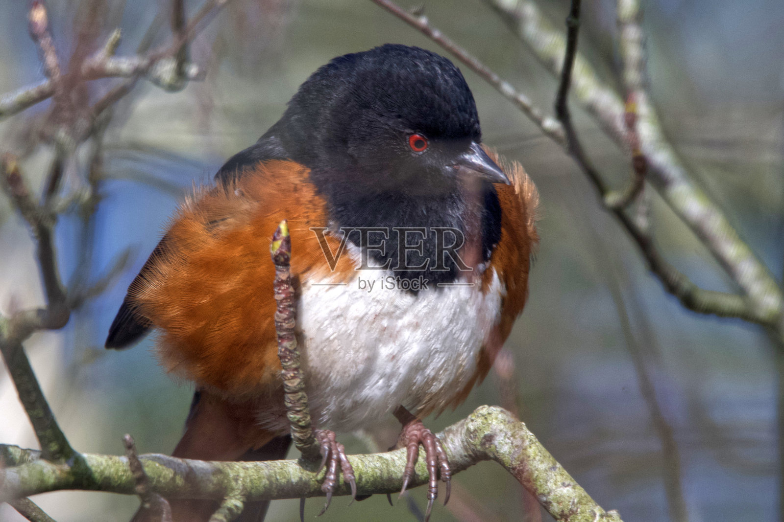 发现红眼雀照片摄影图片