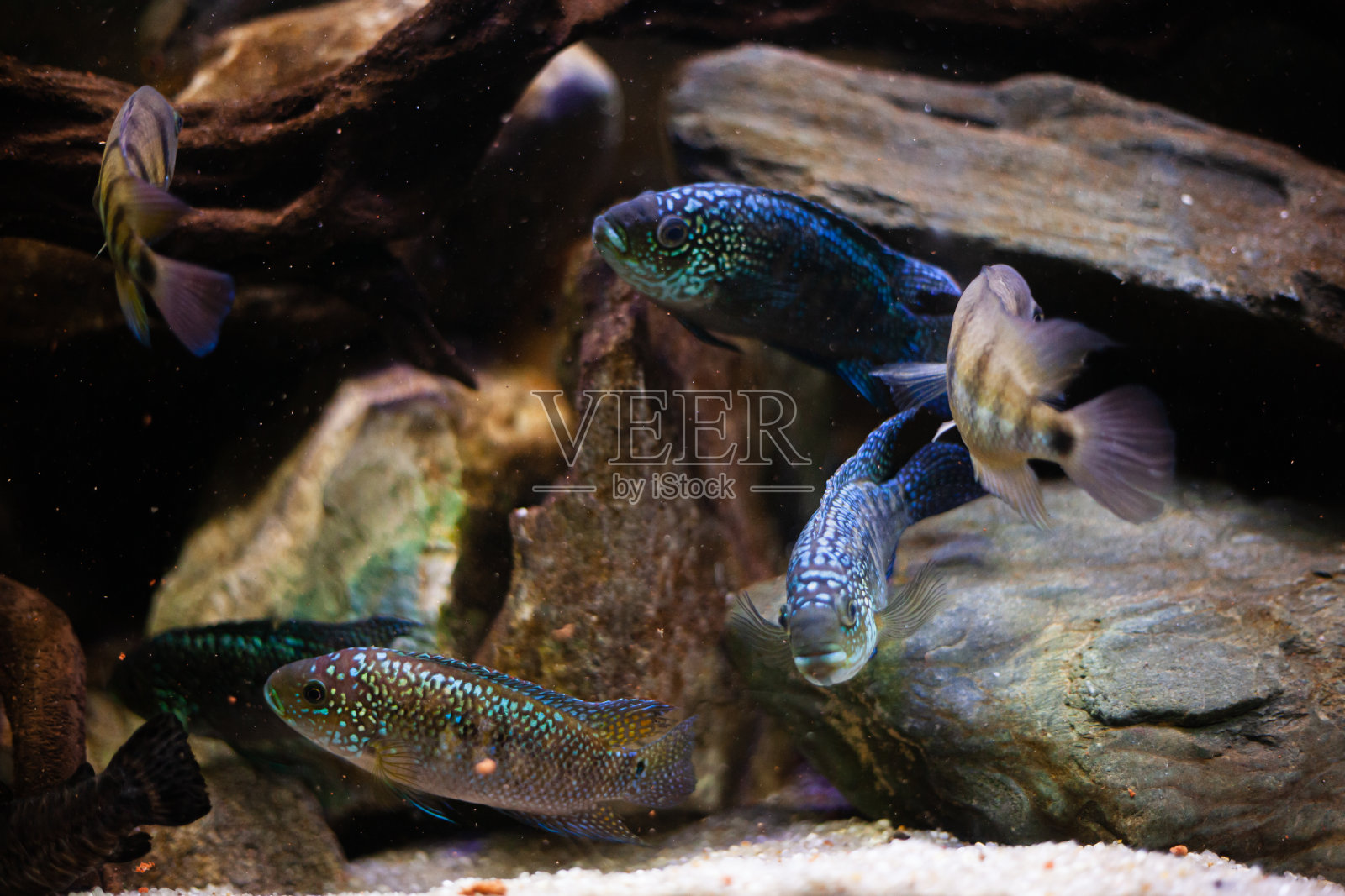 美丽的鱼照片摄影图片