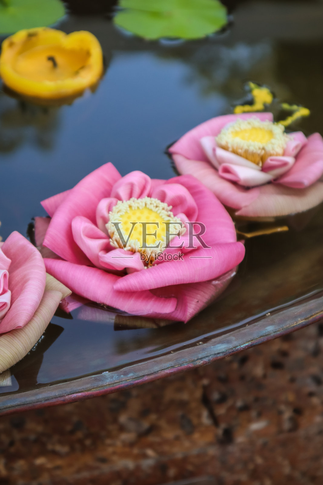 折叠的荷花照片摄影图片