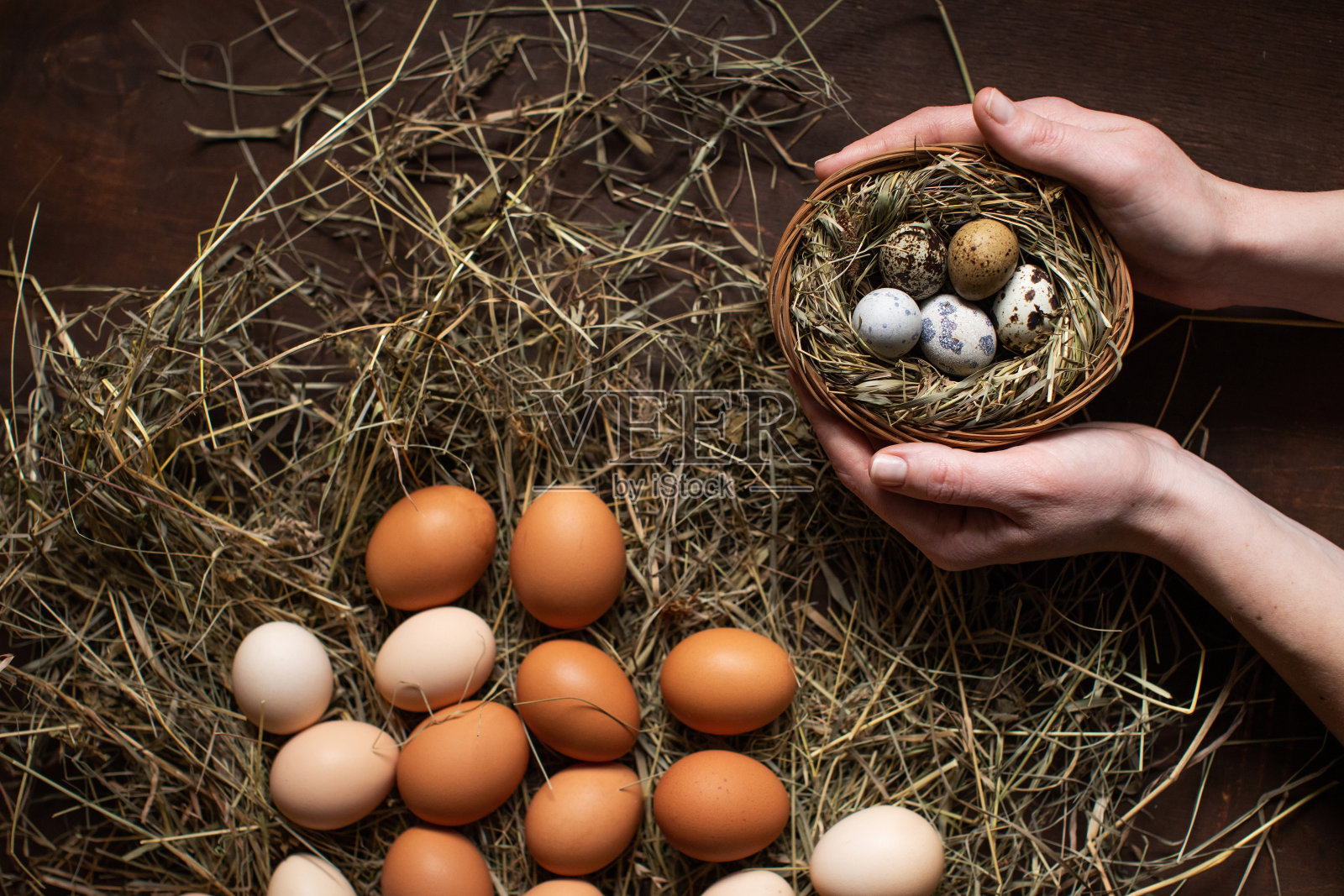 鸡蛋和鹌鹑蛋。有机食品照片摄影图片