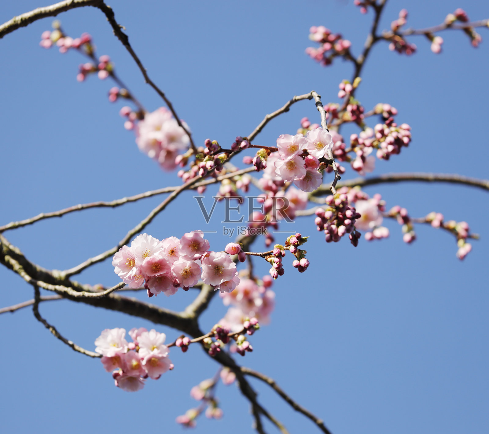 粉色樱花照片摄影图片