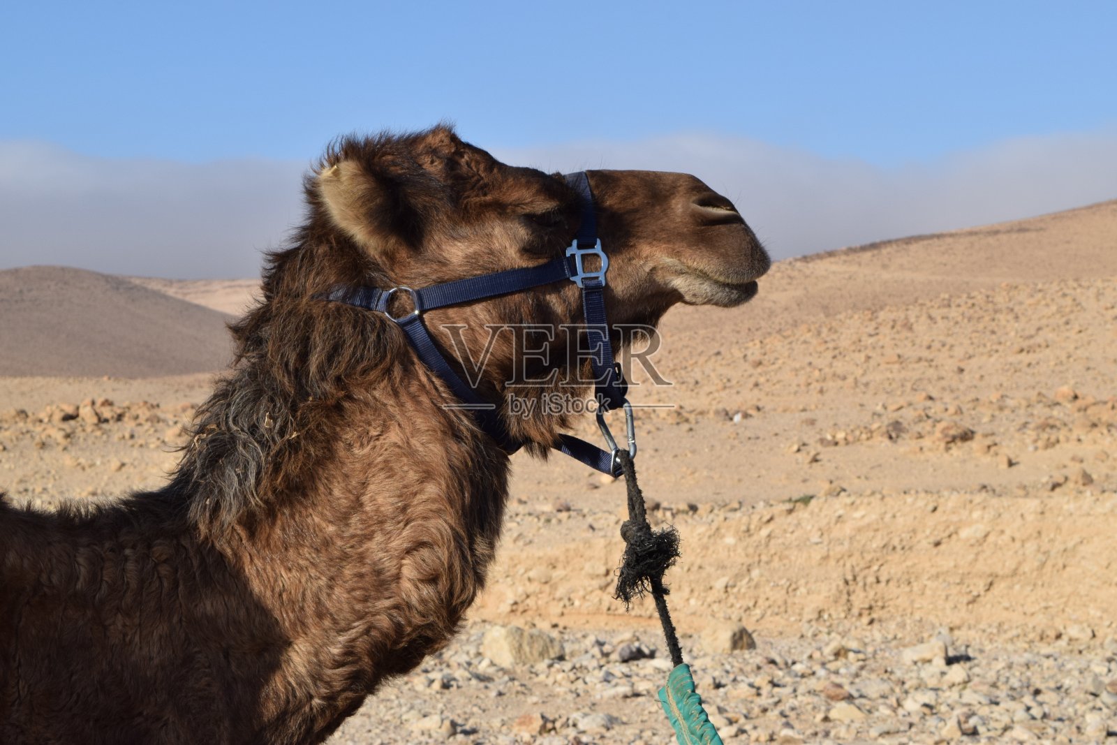 沙漠中的骆驼照片摄影图片