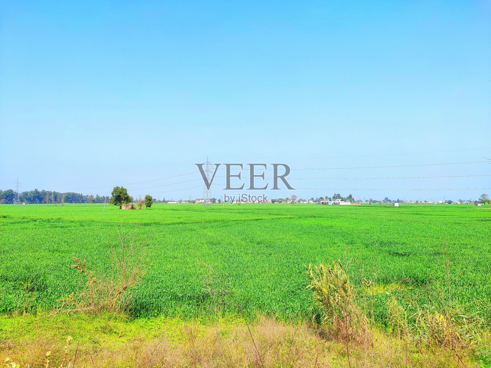 在一个阳光明媚的日子里，印度旁遮普的一个美丽的农民村庄照片摄影图片