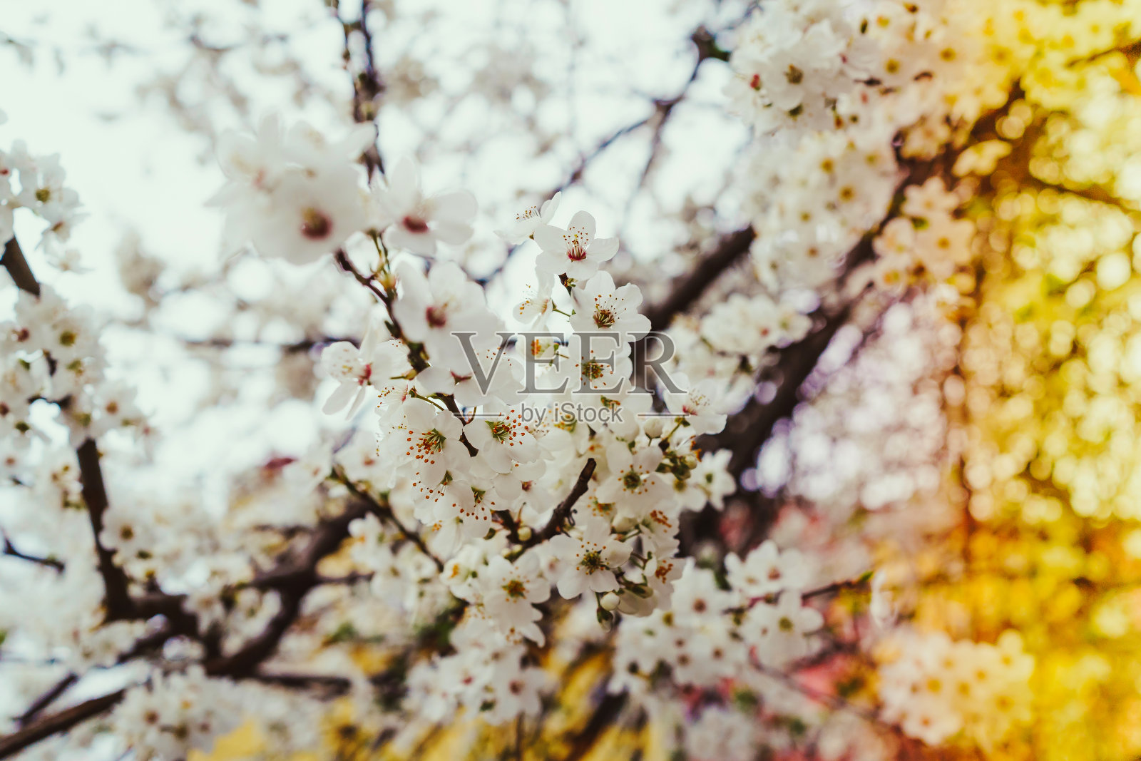 盛开的树在春天与鲜花照片摄影图片