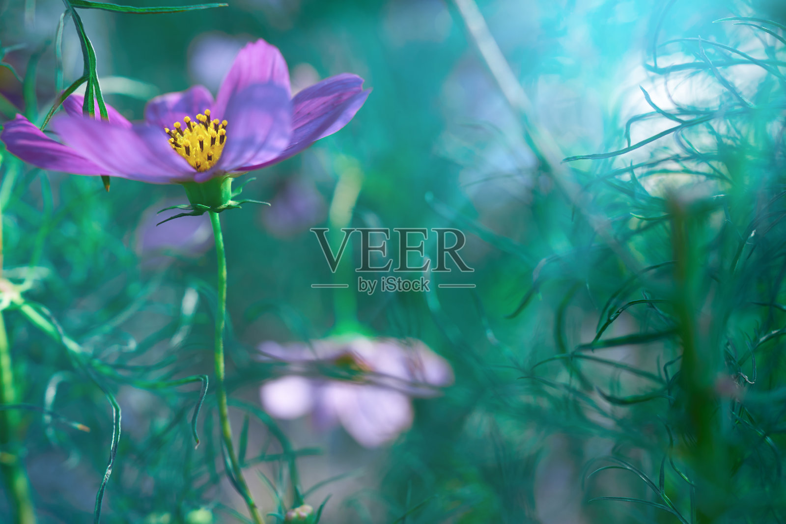 美丽的紫色花朵和阳光映衬着自然的背景。照片摄影图片