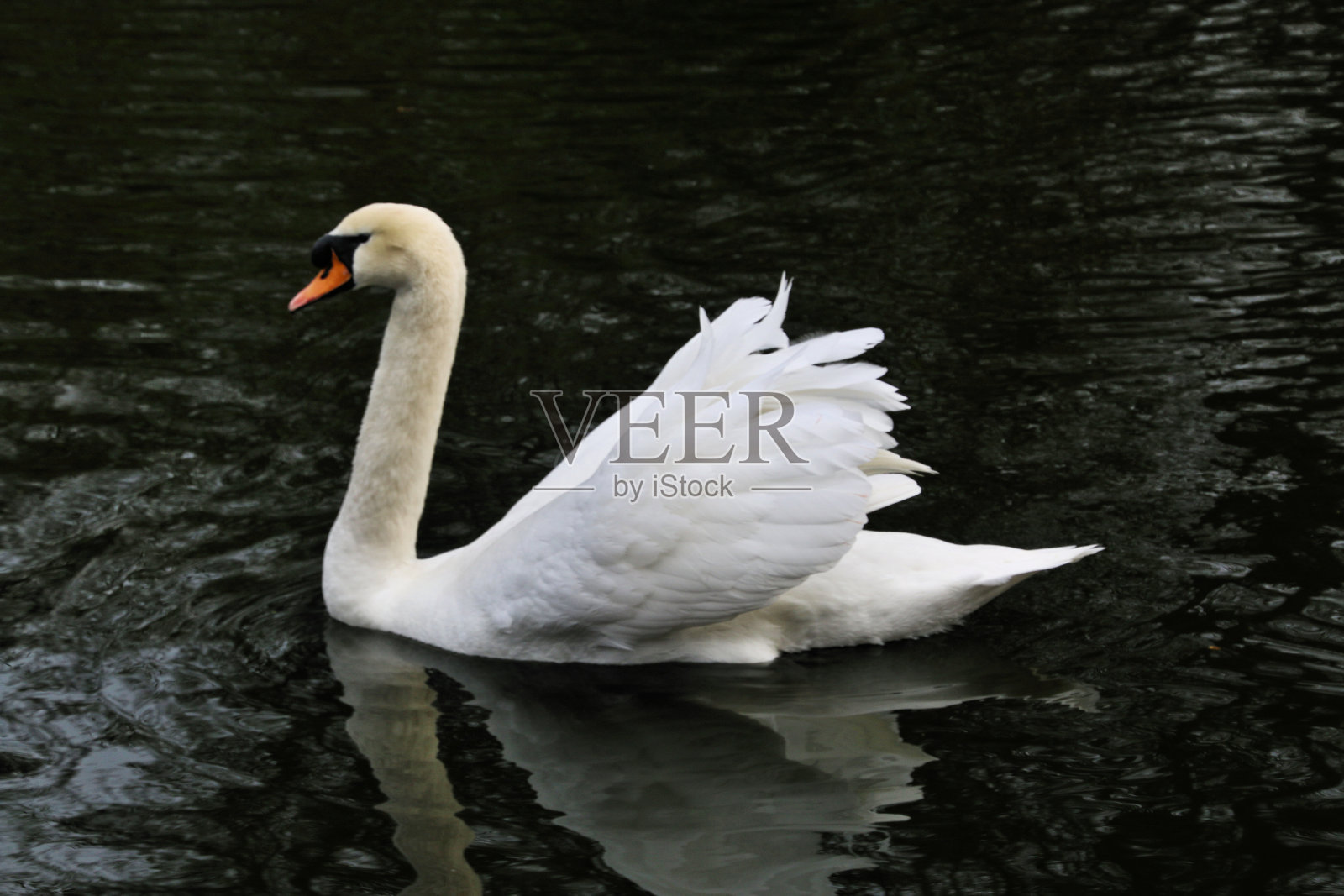 一个哑巴天鹅的观点照片摄影图片