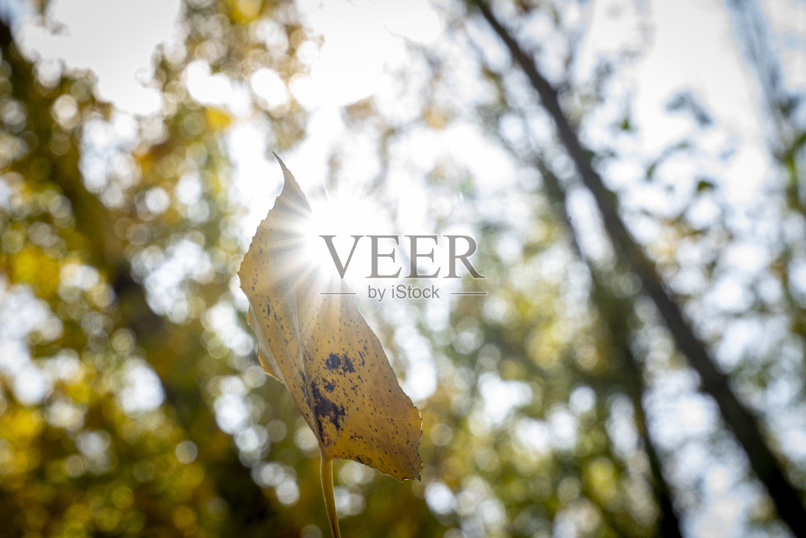 阳光照耀下的黄叶。照片摄影图片