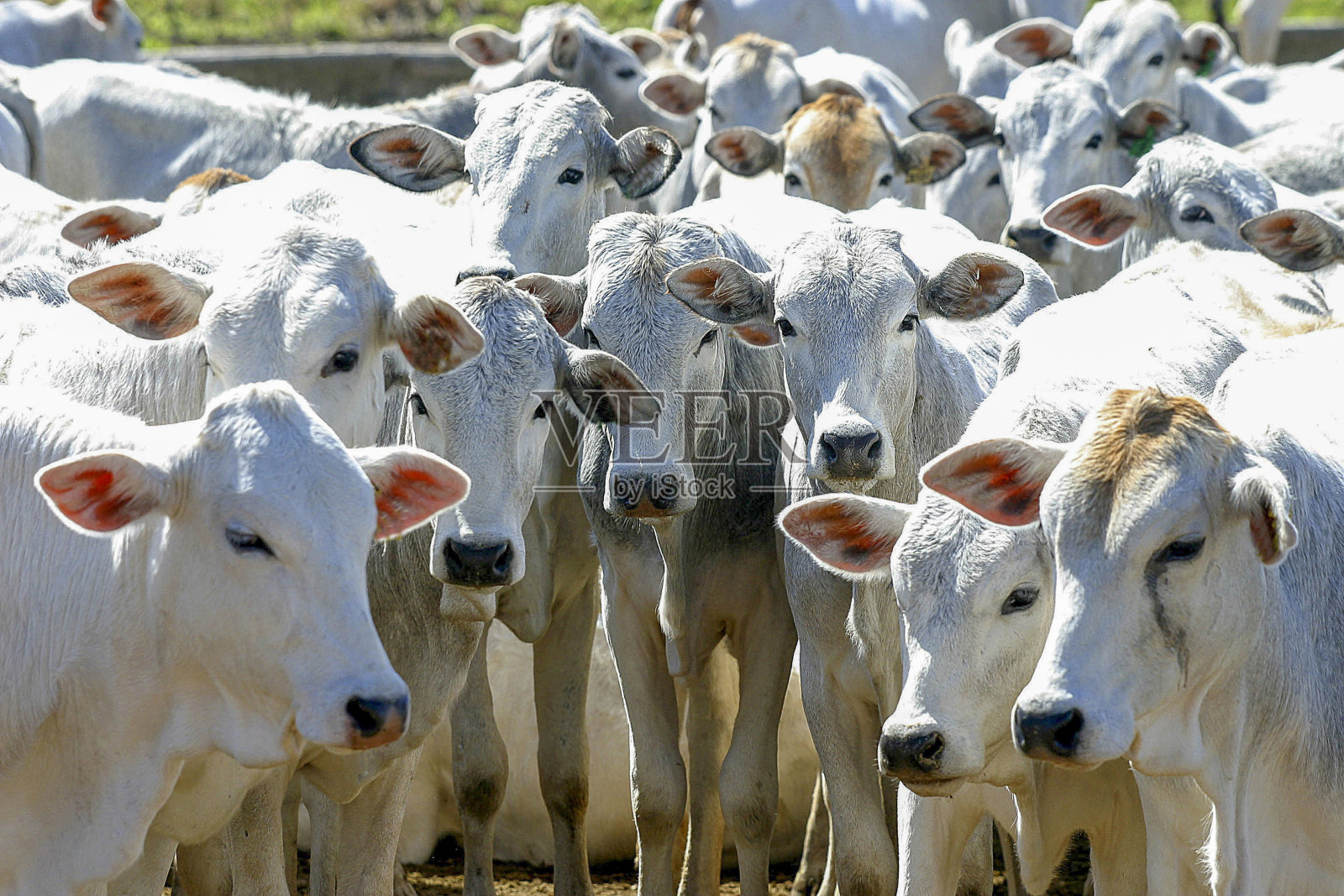 巴西农场内的牛照片摄影图片