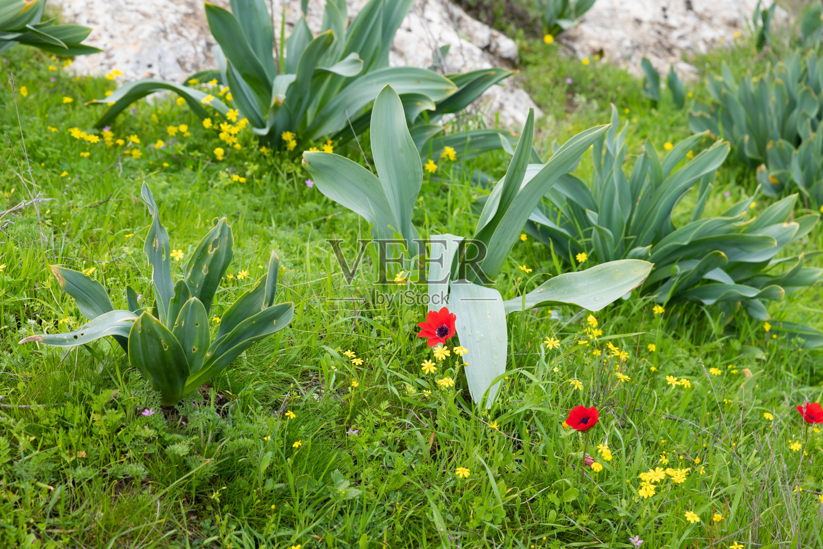 在长满新鲜春草的草地上盛开的几朵红色银莲花照片摄影图片