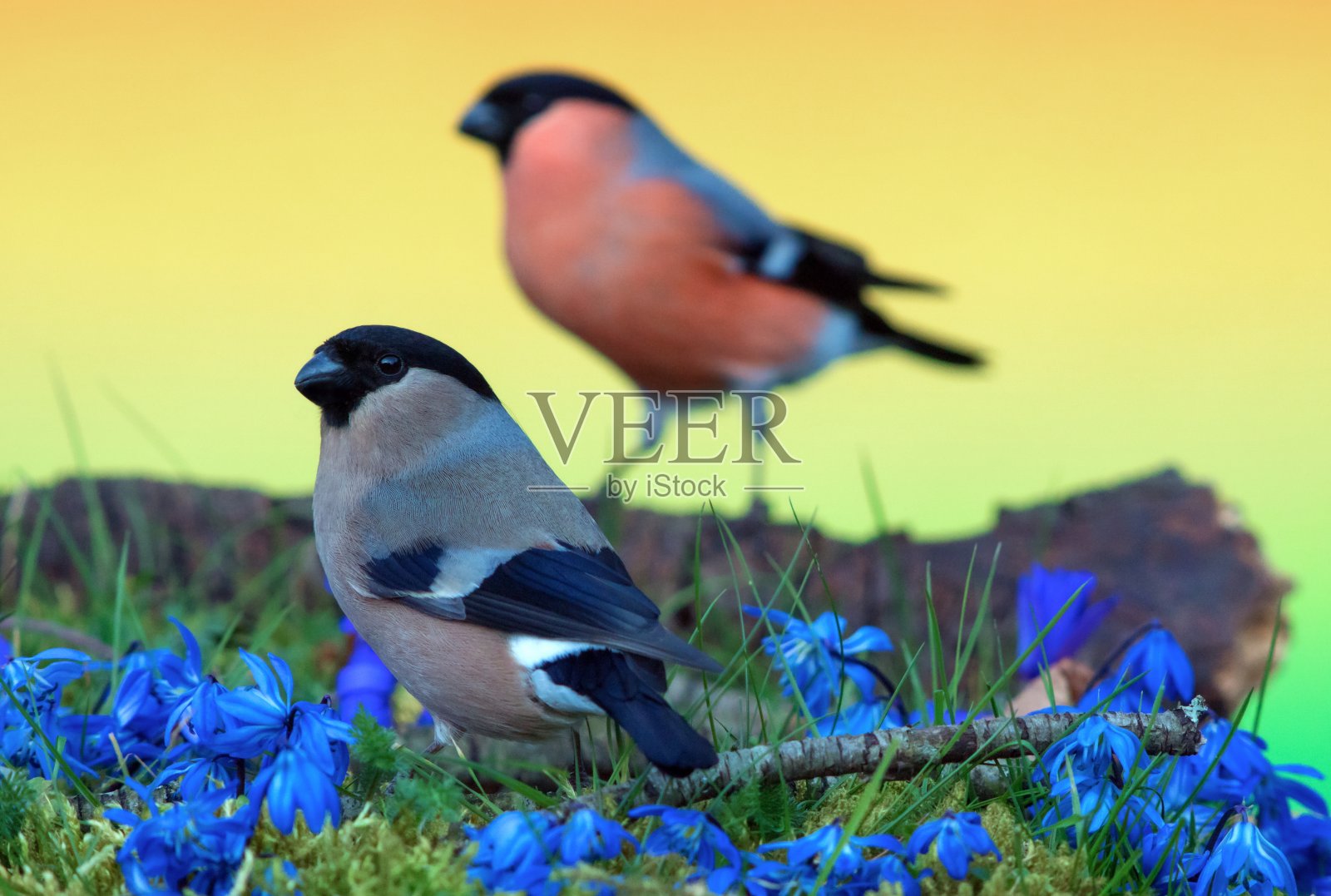 红腹灰雀在春天照片摄影图片