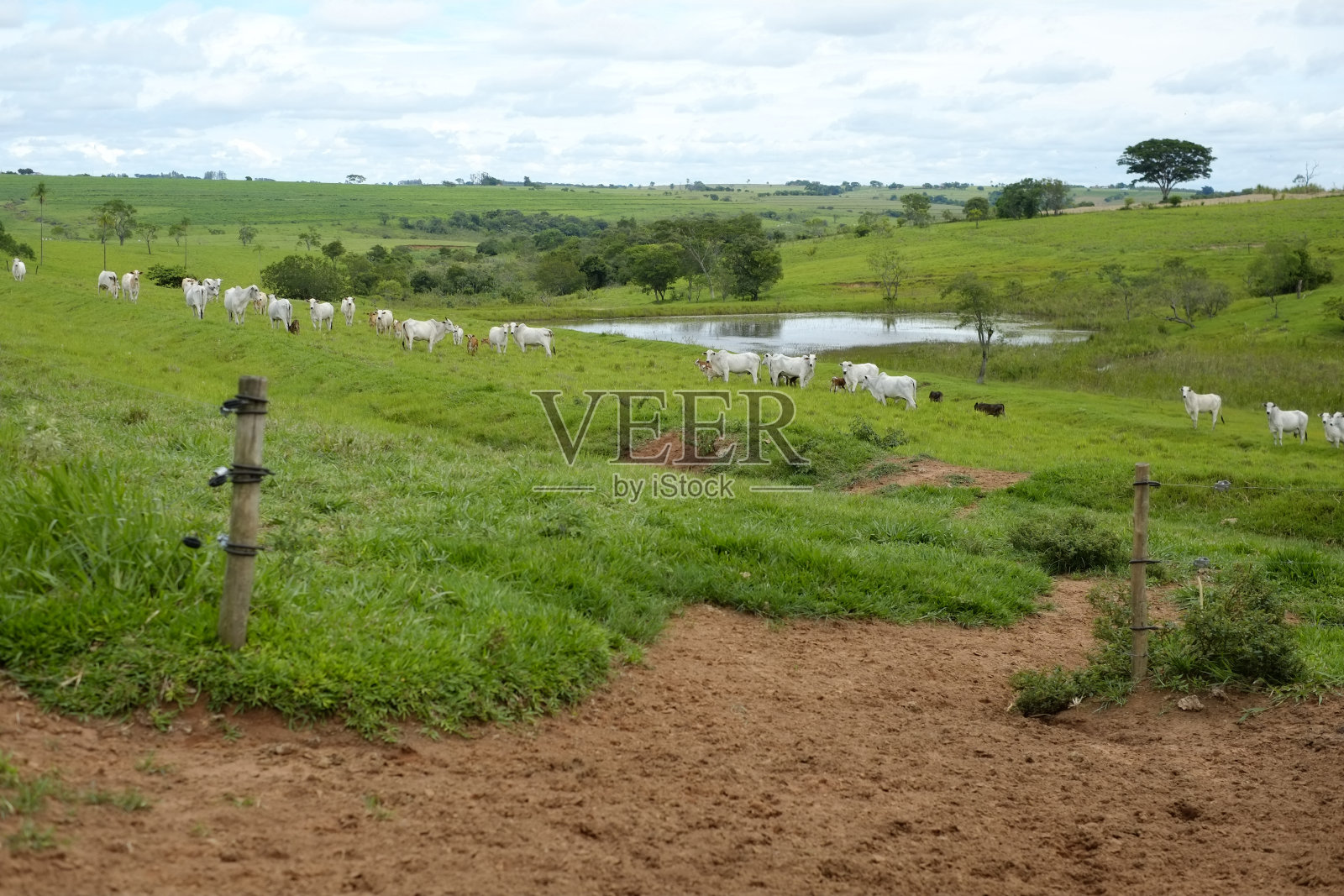 巴西农场内的牛照片摄影图片