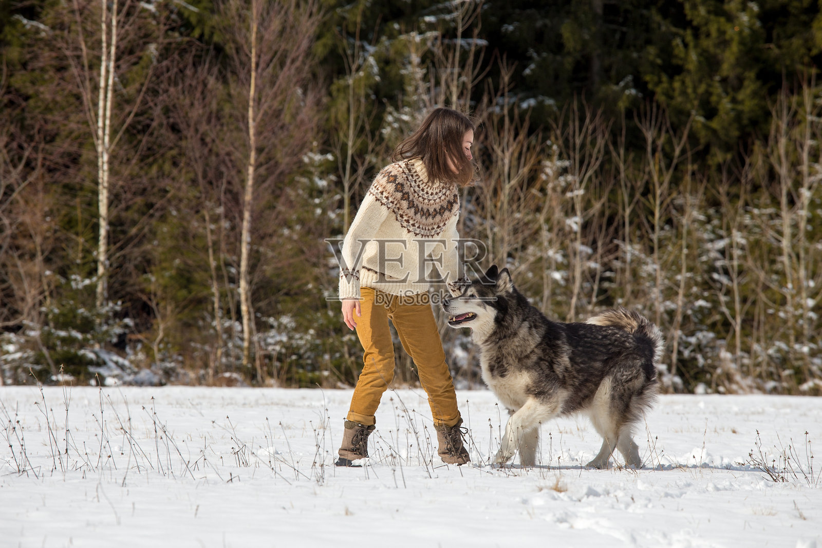 冬季森林里，女人教阿拉斯加雪橇犬服从指令照片摄影图片