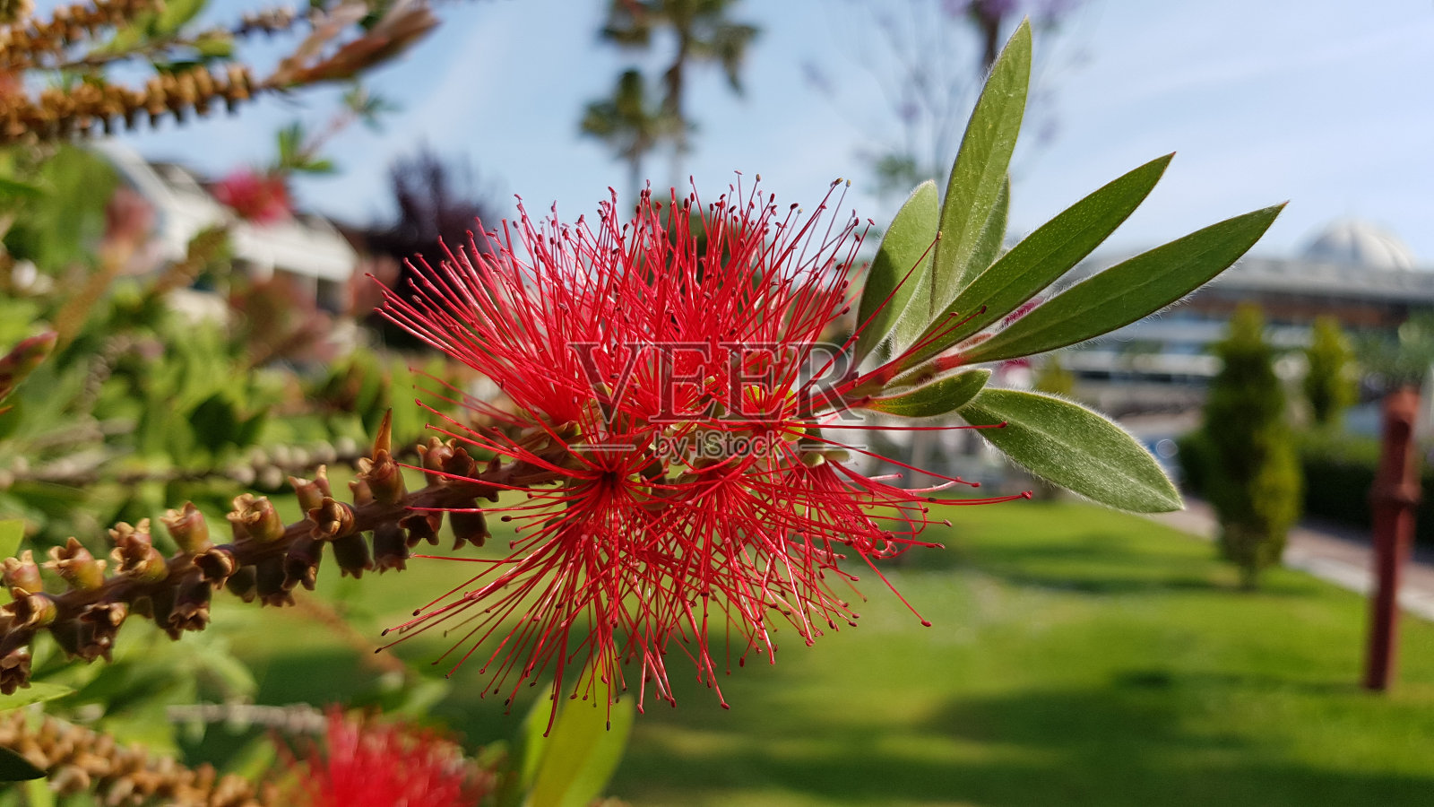 毛茸茸的花序异国红色的花萼近距离上模糊的背景。热带棕榈的繁盛的红色雄蕊在开花季节盛开。照片摄影图片