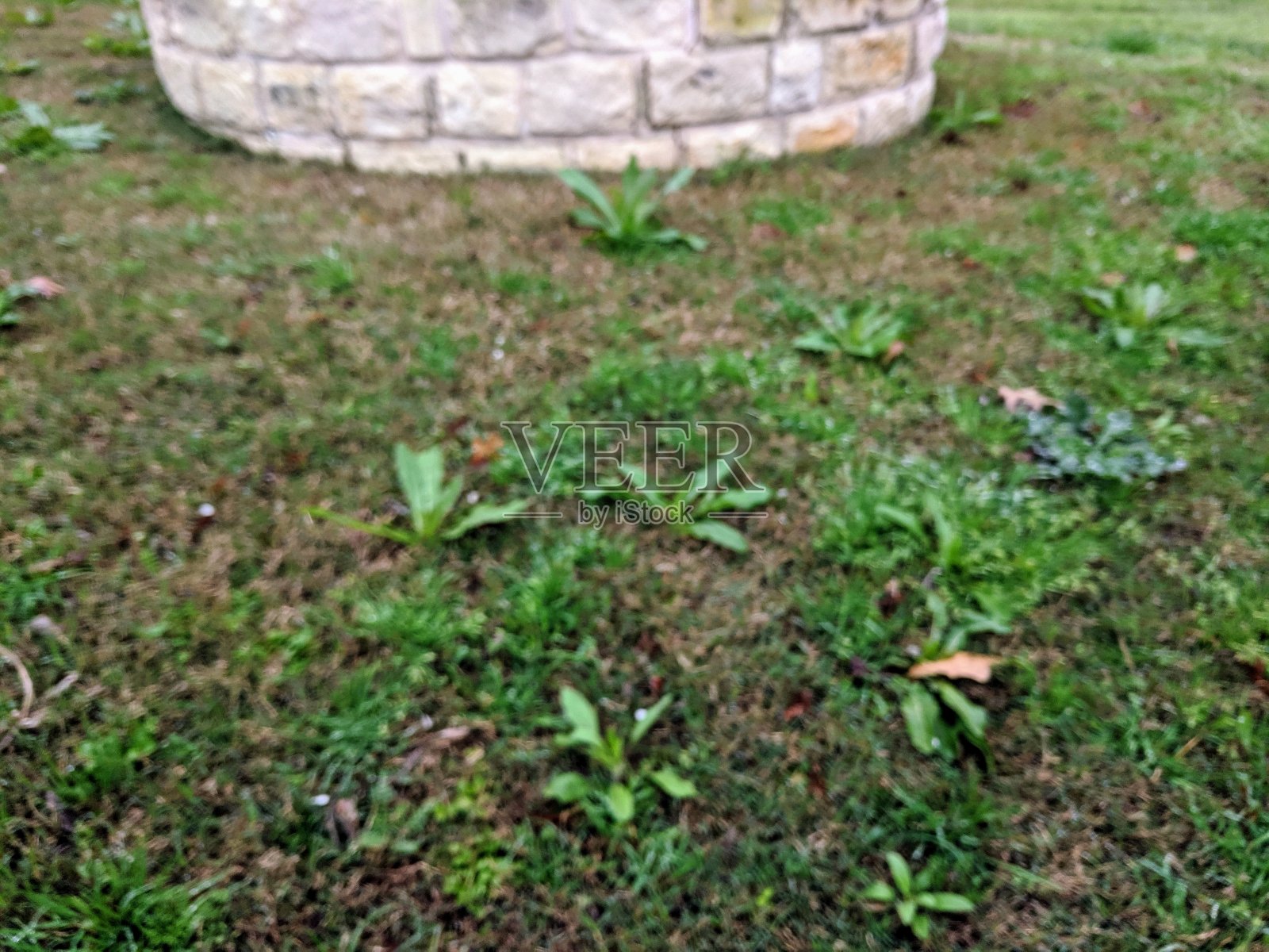 院子里长满了阔叶草照片摄影图片