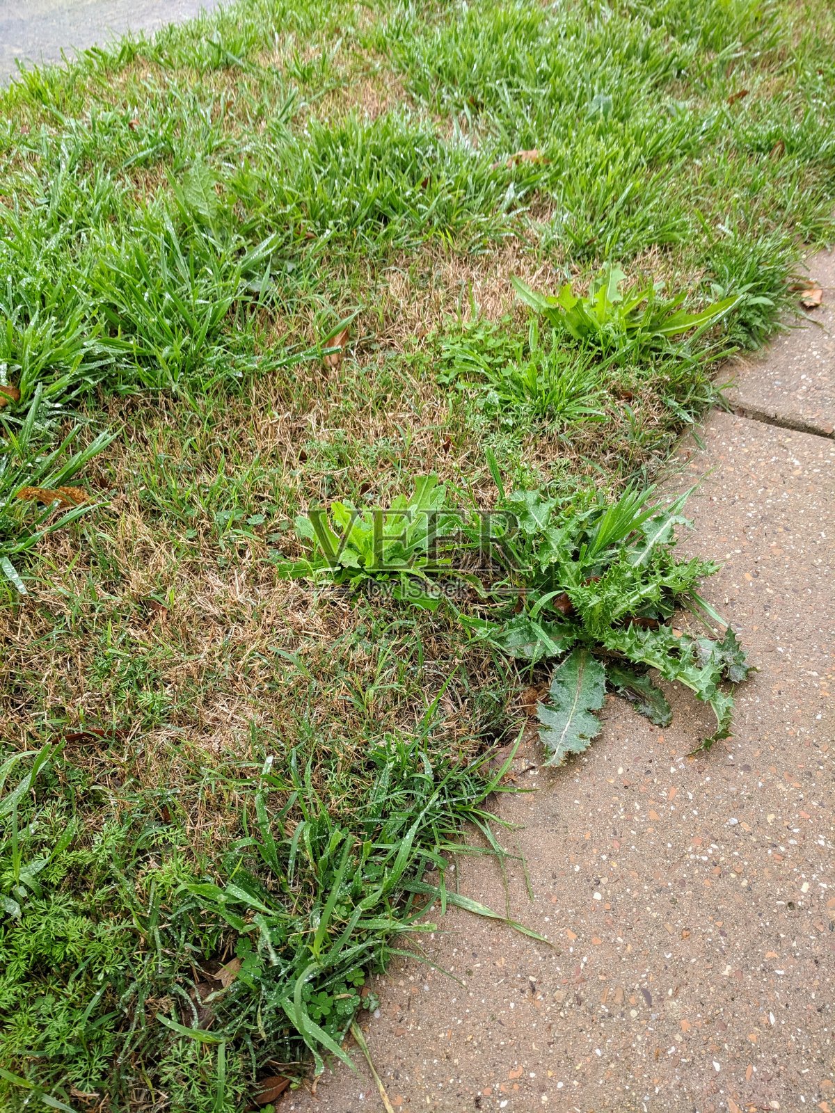 院子里长满了阔叶草照片摄影图片