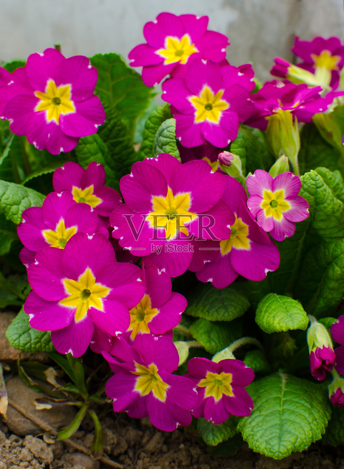 娇小易碎的樱草花开放了照片摄影图片