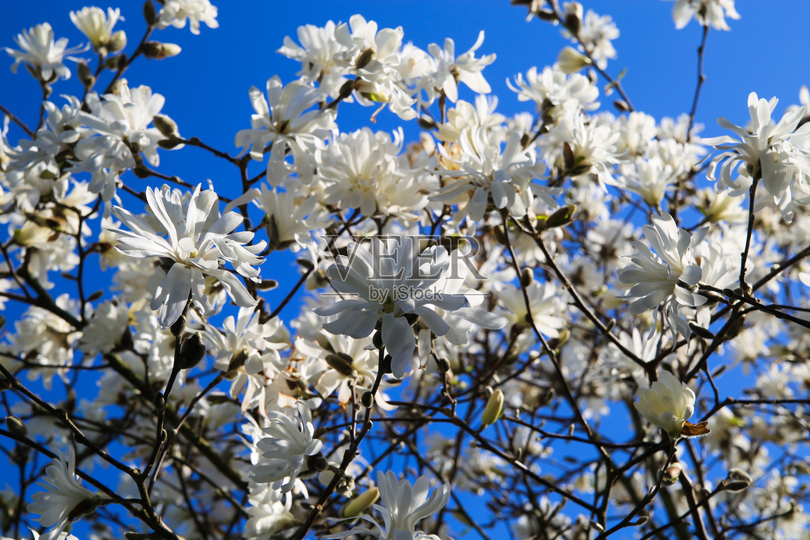 低角度的孤立木兰树与白色的花对蓝天与积云在春天照片摄影图片