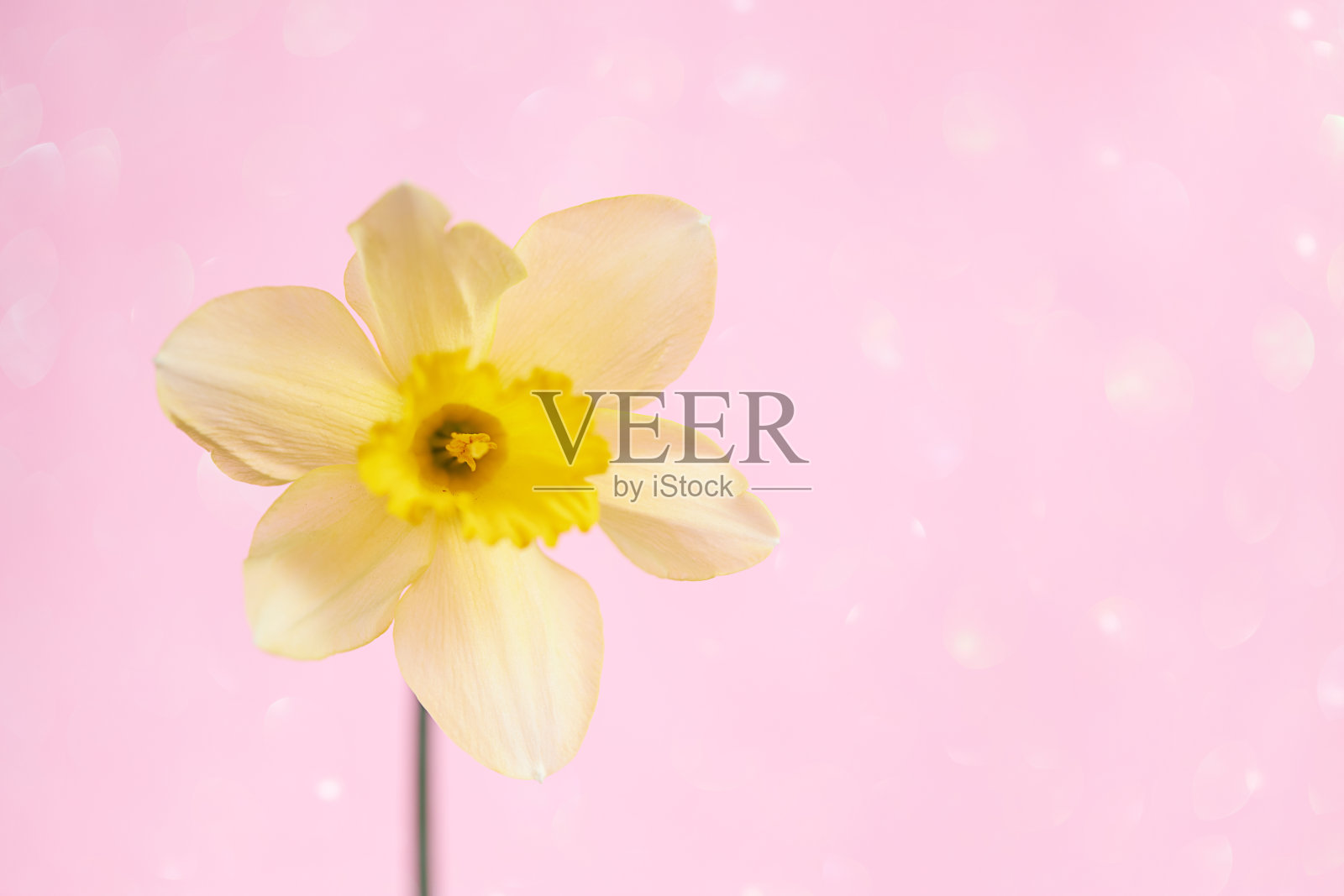 夏日盛开的花朵背景，选择性聚焦，浅景深，色调，轻和心的散景背景，粉彩和软卡照片摄影图片