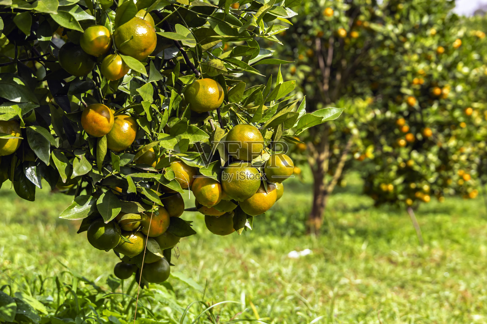 橘子树枝上结着成熟的果实。特写镜头照片摄影图片