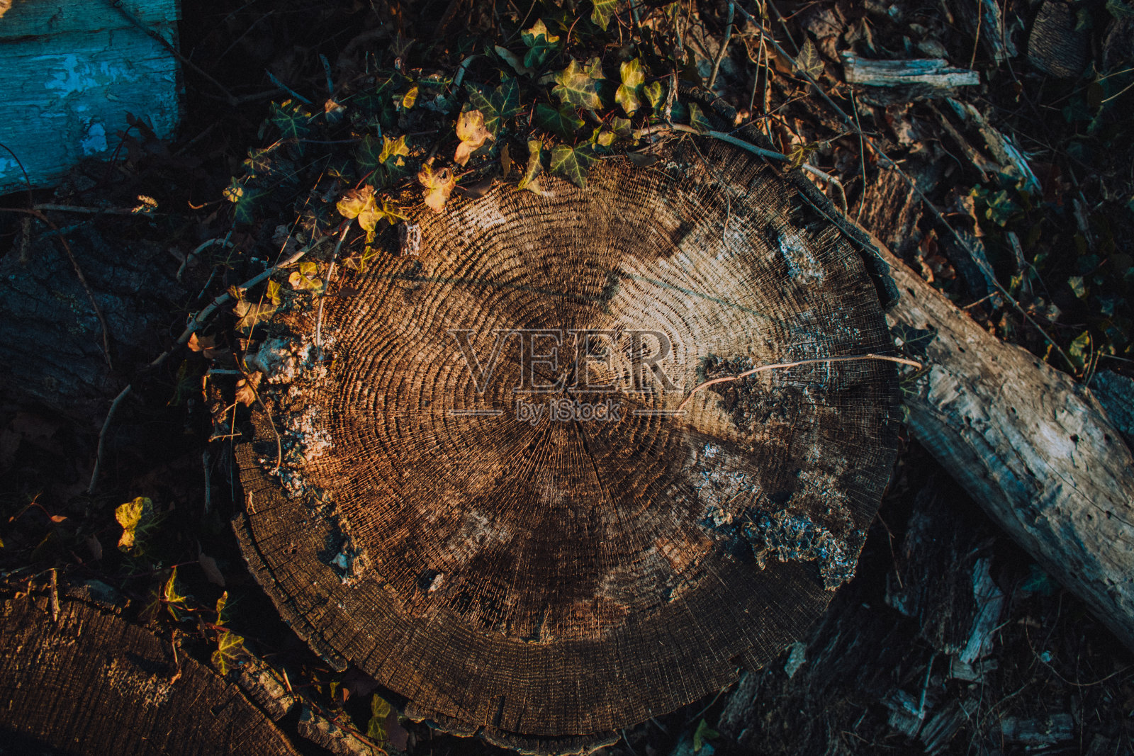 头顶上一个腐烂的树桩照片摄影图片