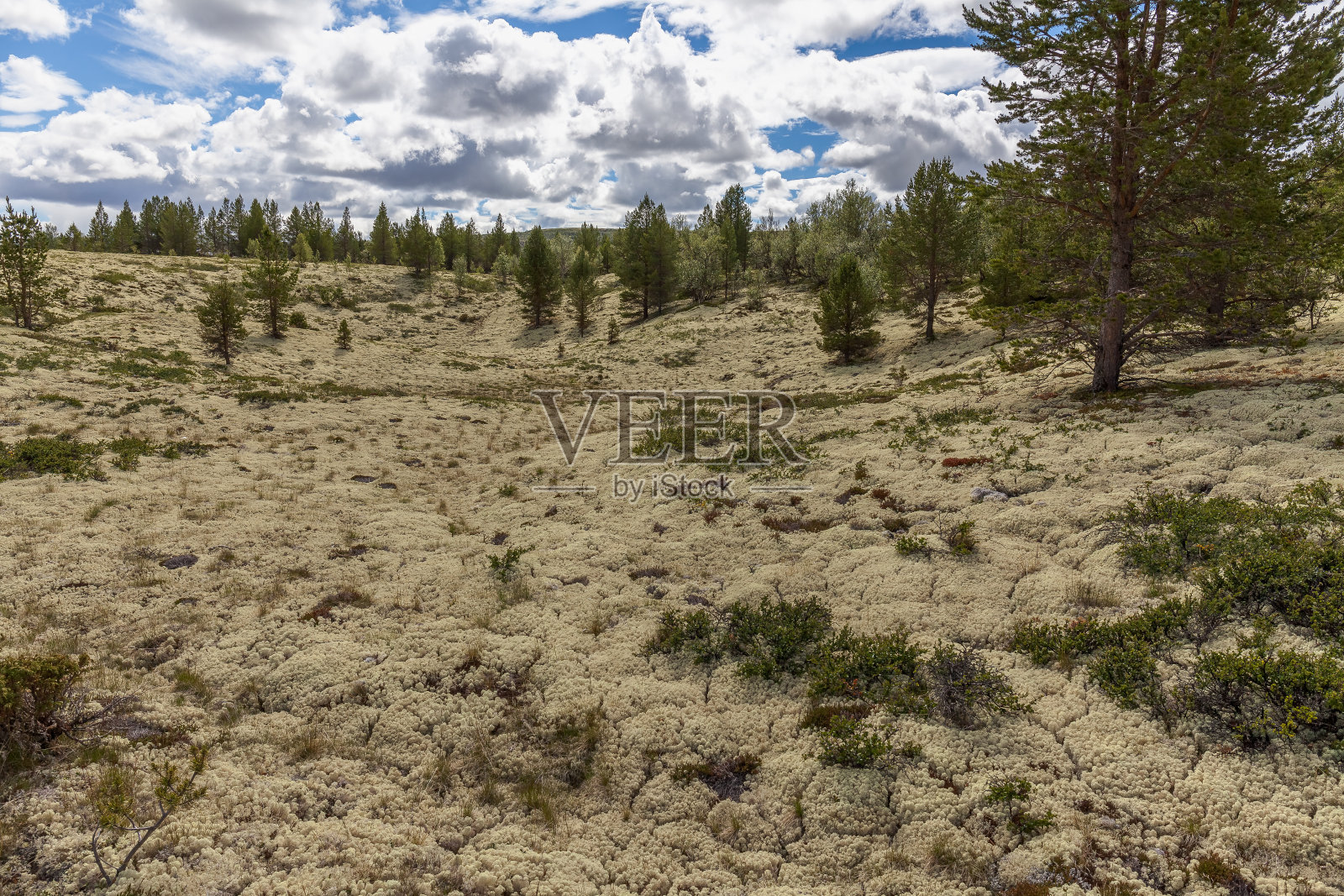 森林中的白苔背景，选择性聚焦照片摄影图片