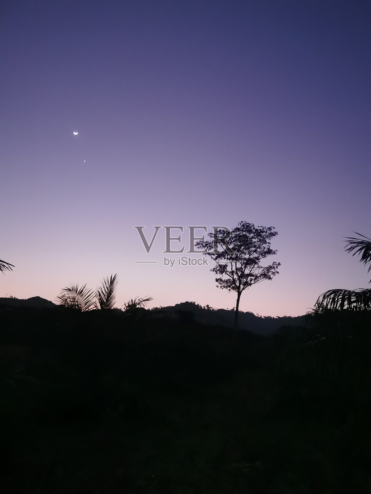 夜空中的树照片摄影图片