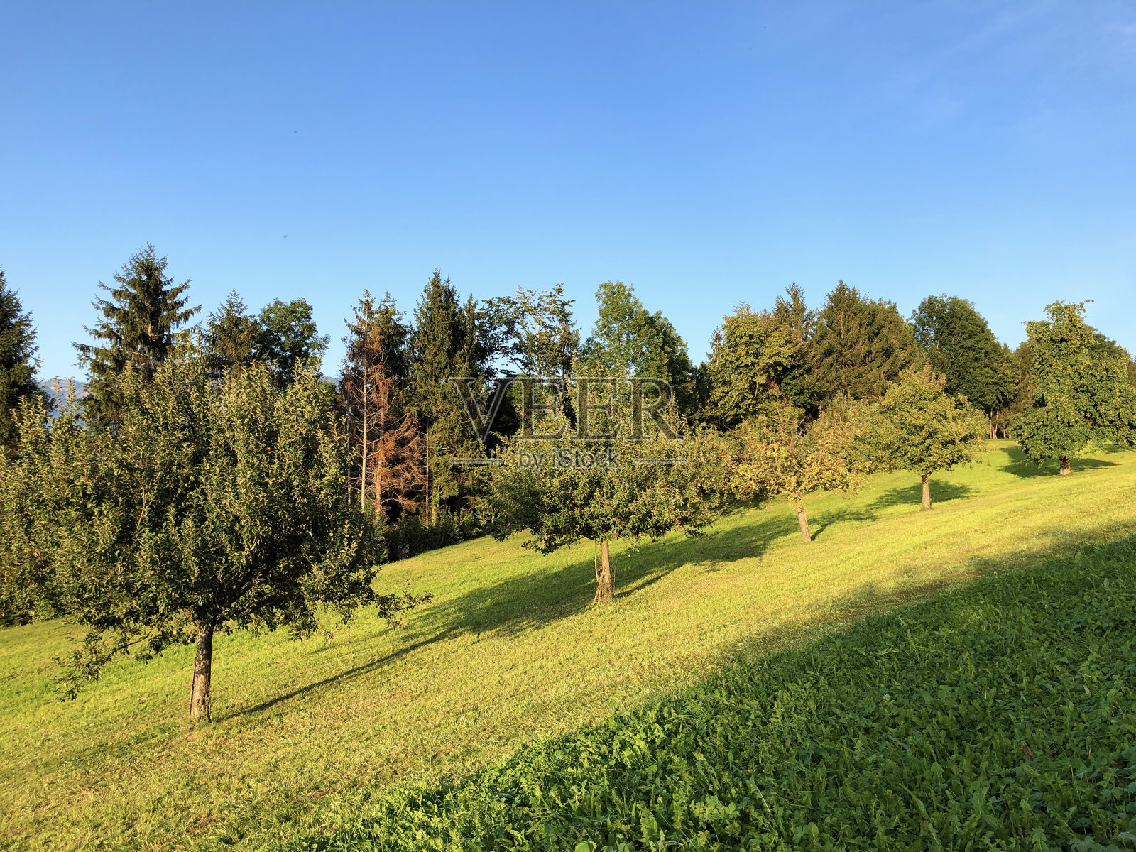 年轻的有机果园和绿色的瑞士牧场，在Buochserhorn山的山坡上和卢塞恩湖或Vierwaldstattersee湖(Vierwaldstattersee或Vierwaldsättersee)， Buochs - Nidwalden州，瑞士照片摄影图片