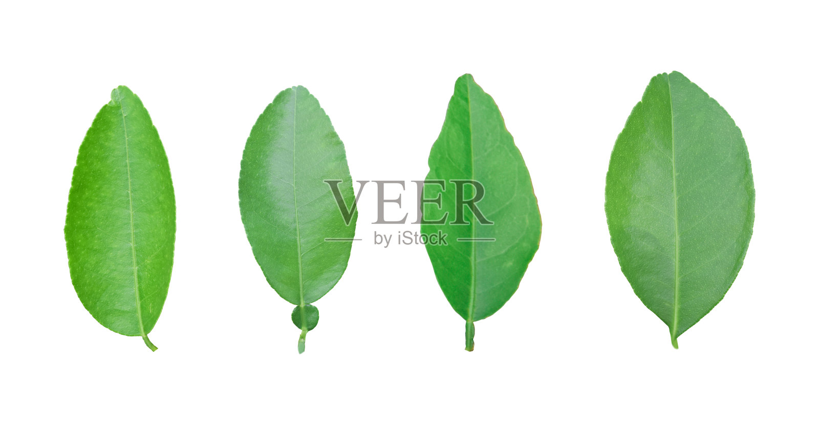 在白色背景上孤立的柠檬叶。与剪切路径照片摄影图片