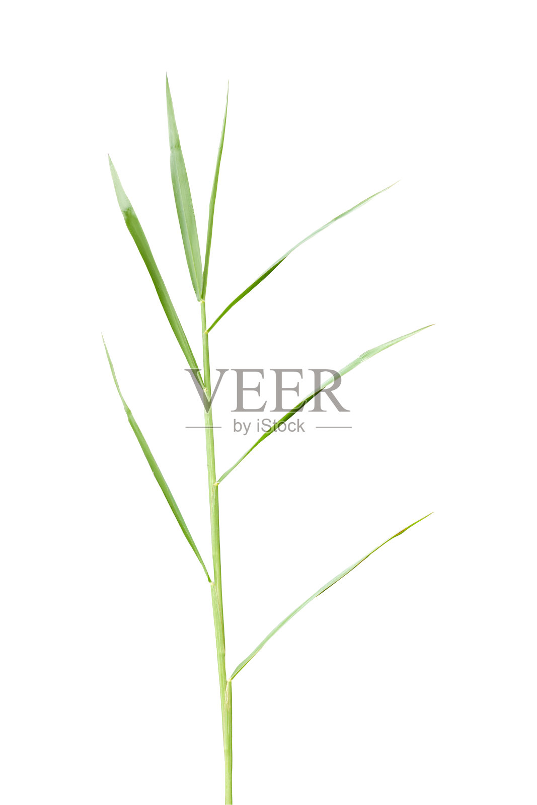 在白色背景上孤立的禾本科草的叶子。照片摄影图片