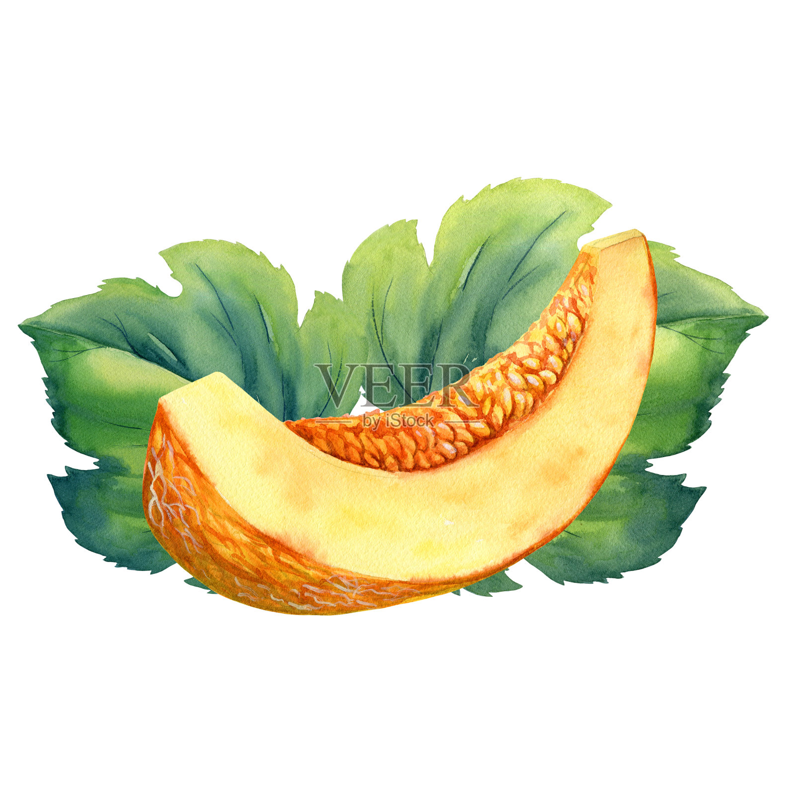 白底甜瓜水彩画。植物插图插画图片素材