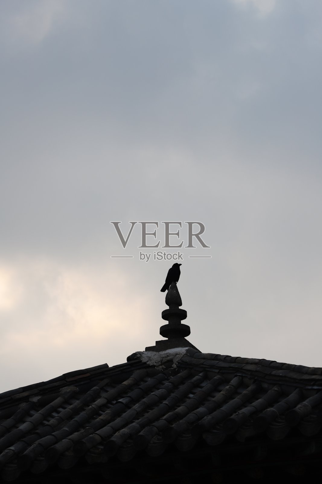 屋顶上的鸟照片摄影图片