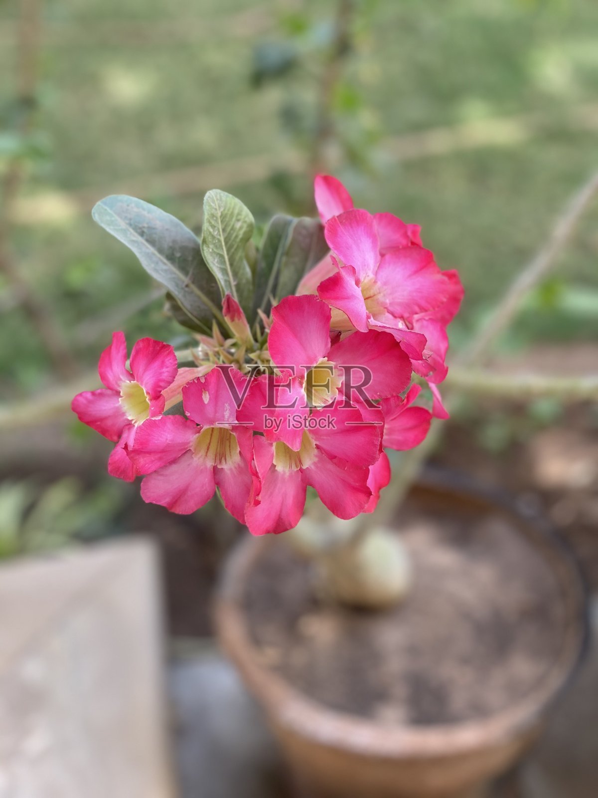 阿德农照片摄影图片