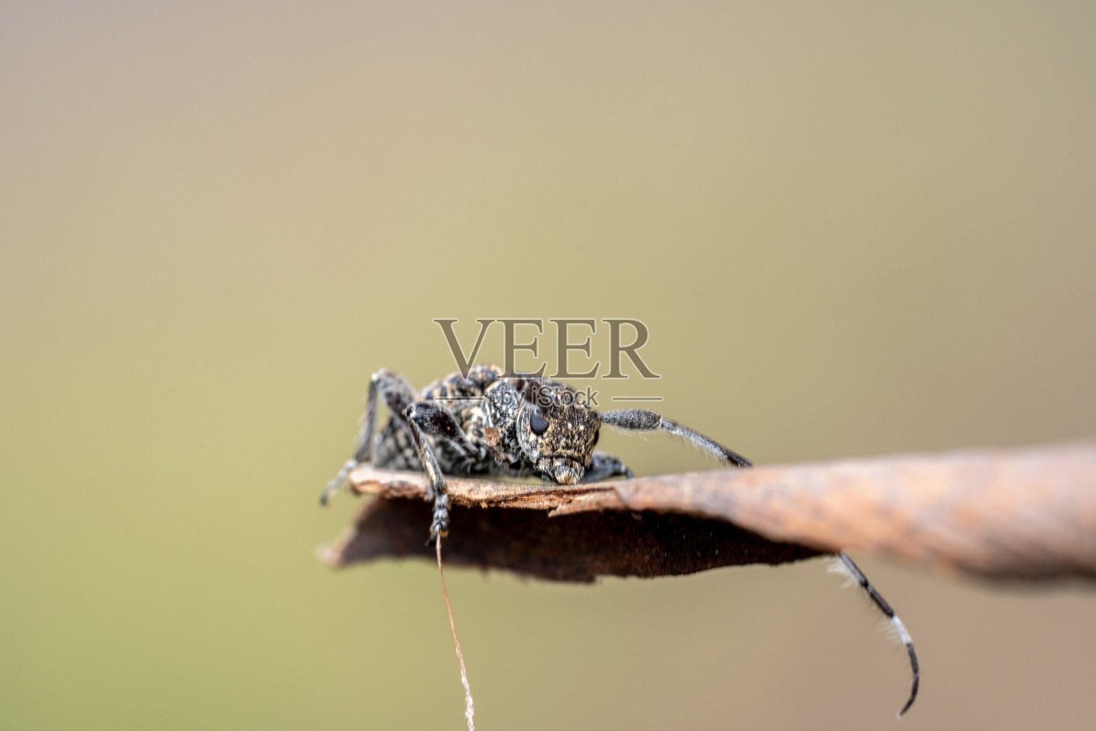 疲惫的金合欢天牛甲虫侧视图在一个干燥的树皮与美丽的绿色和橙色的背景照片摄影图片