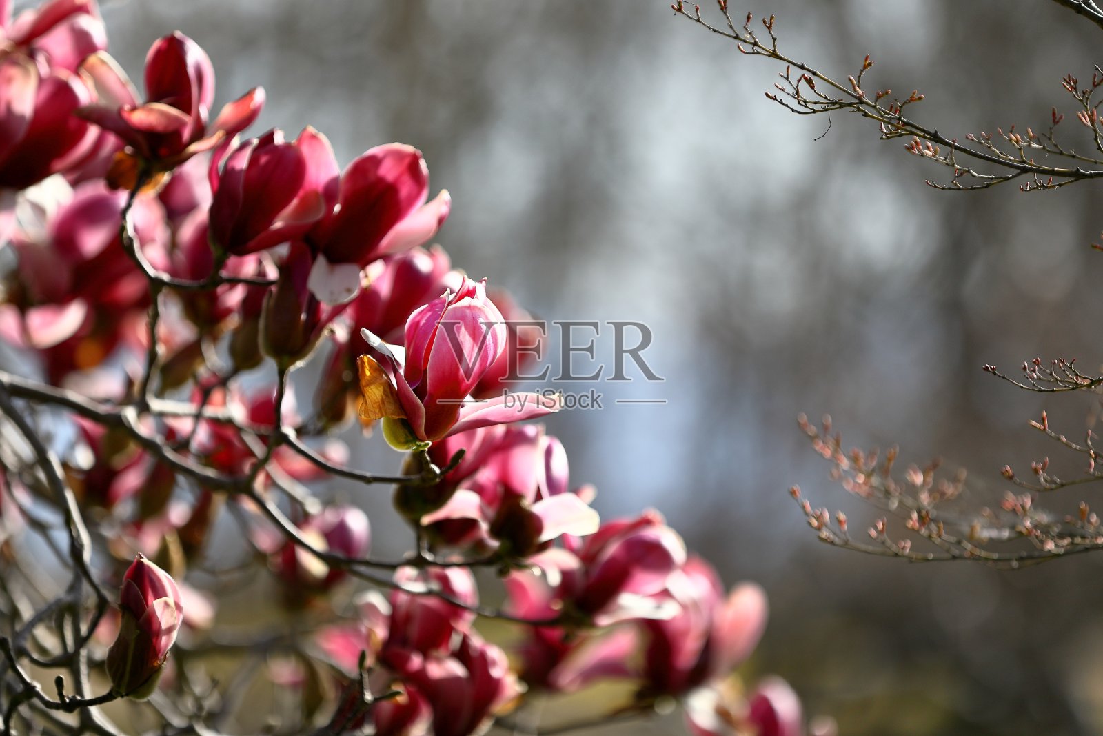 日本紫玉兰照片摄影图片