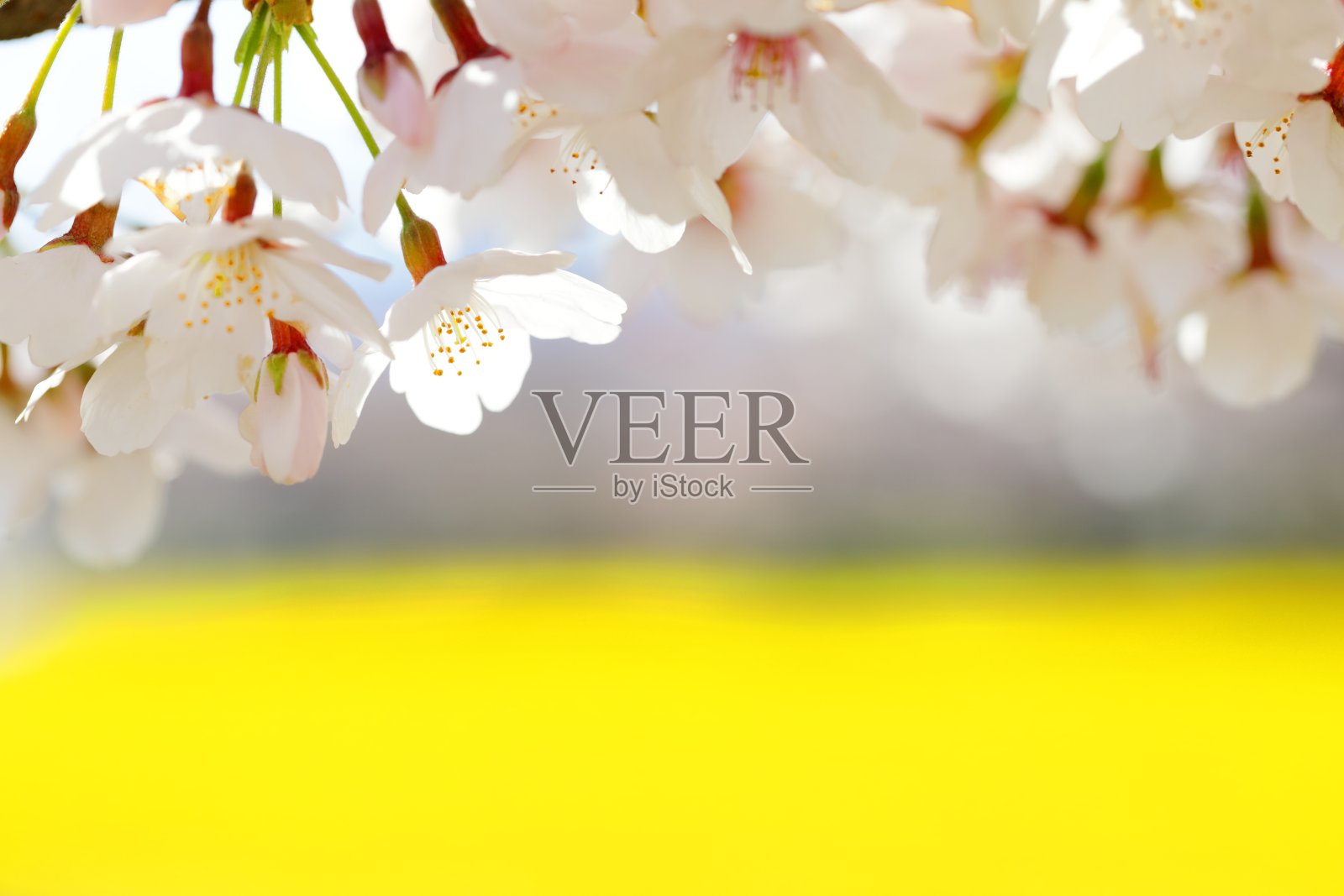 油菜花田照片摄影图片