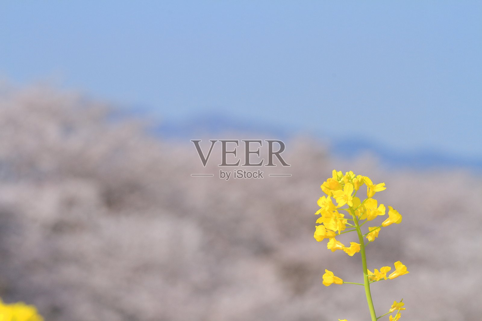 油菜花照片摄影图片