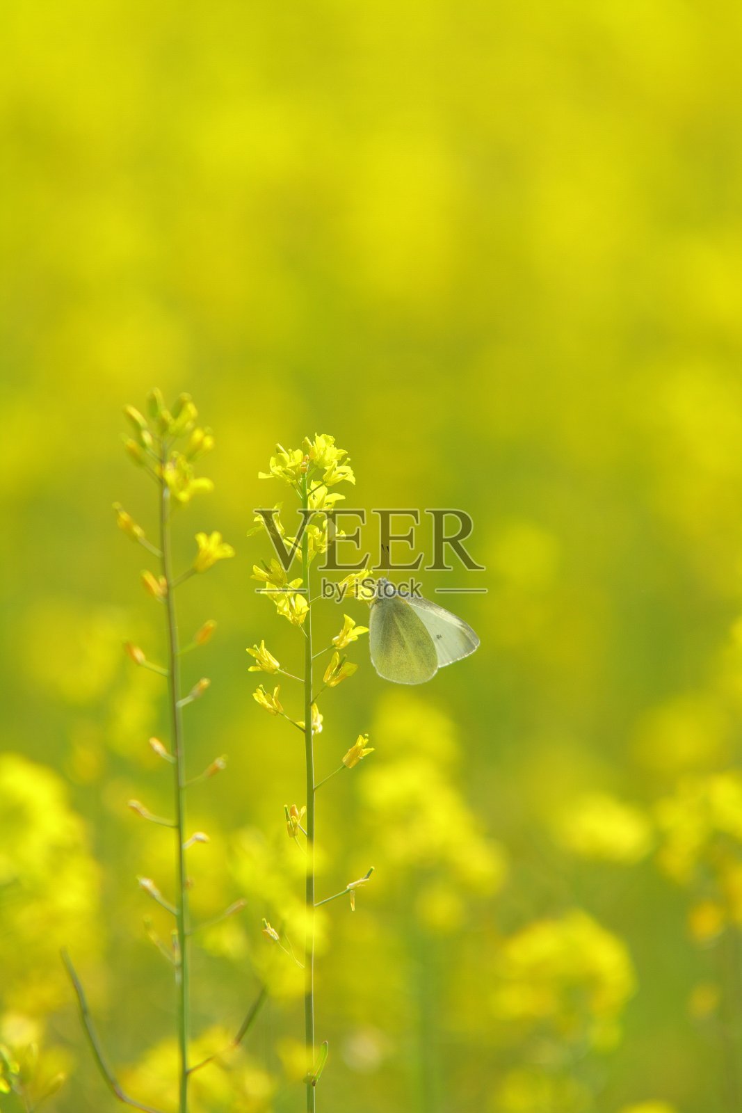 油菜花照片摄影图片