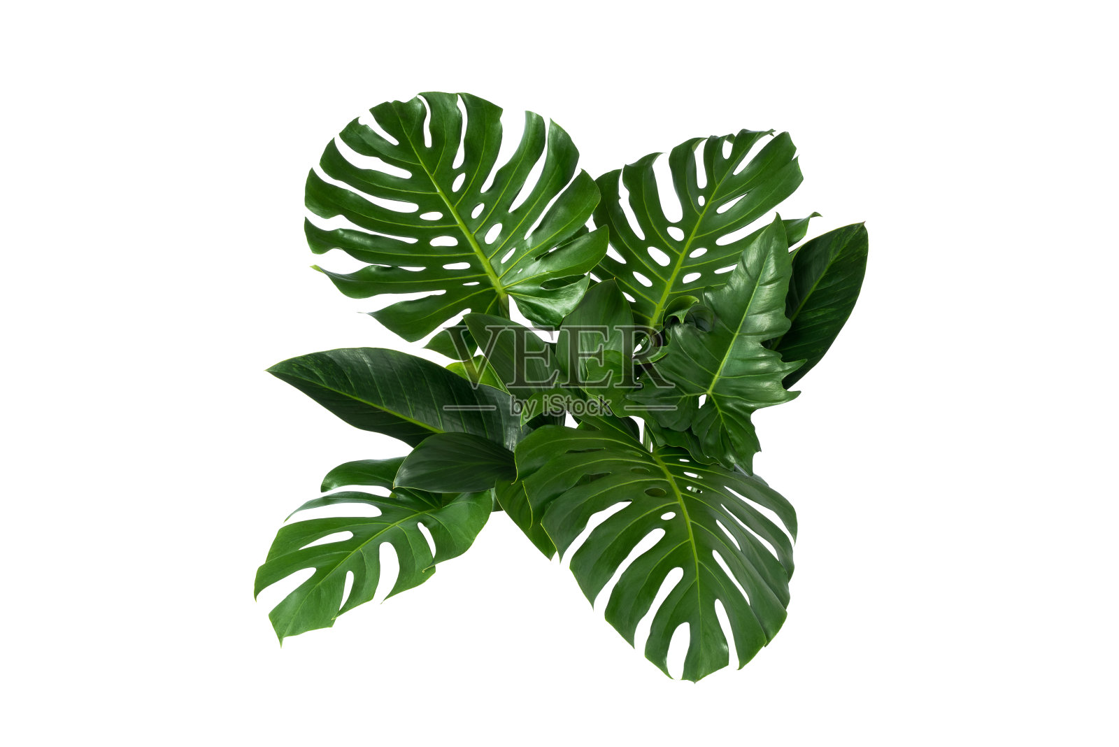 绿叶质地，自然背景照片摄影图片