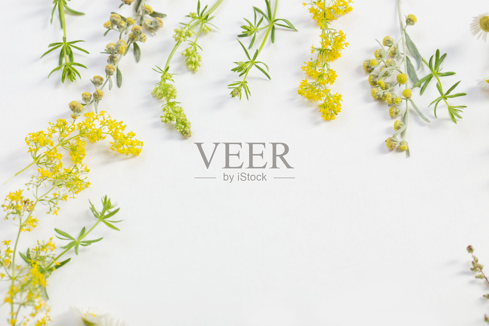 白纸背景上的野花照片摄影图片