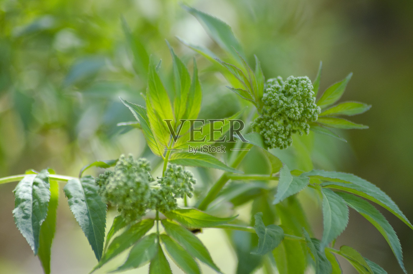 美丽的日本春荚照片摄影图片