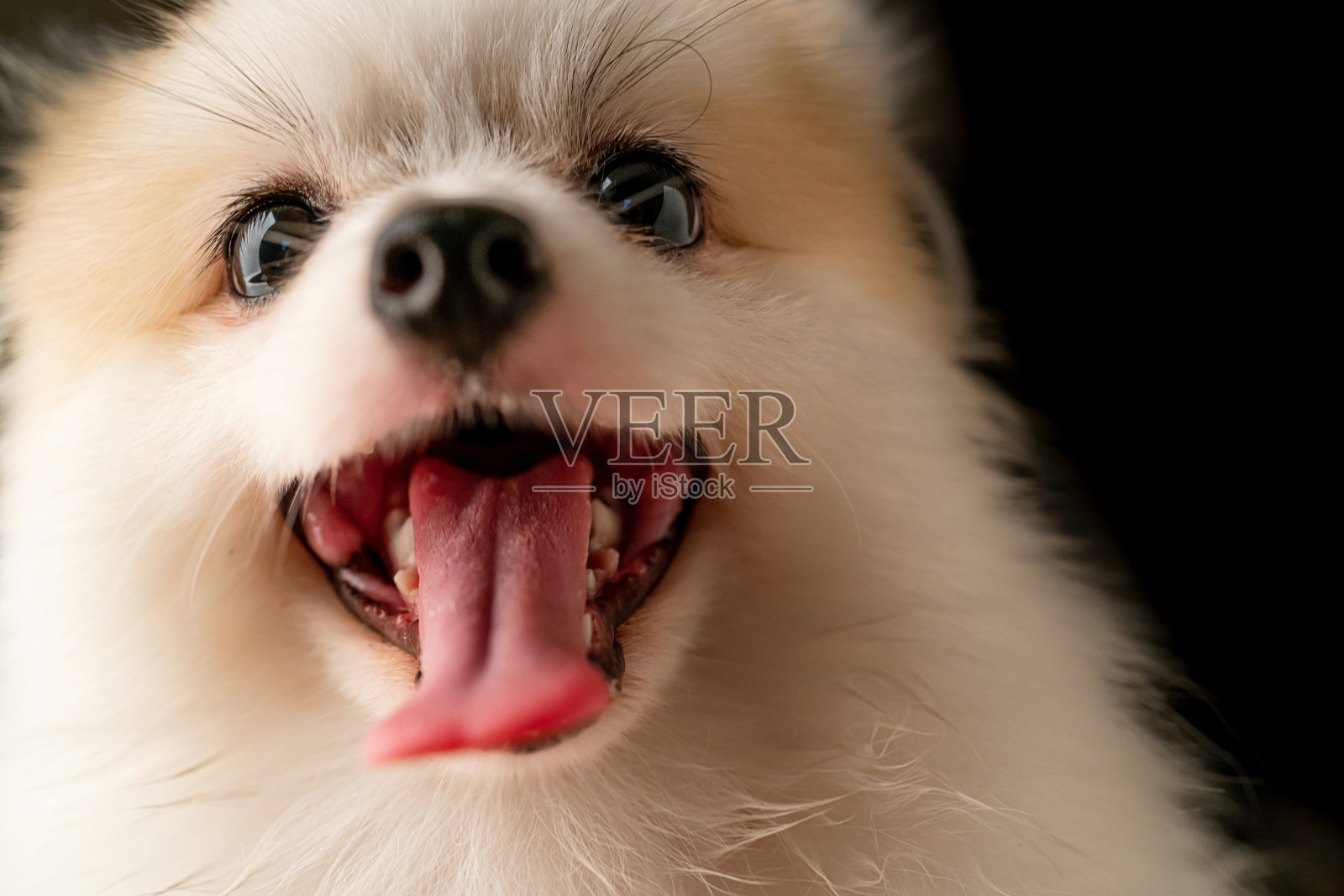 可爱的白毛毛小狗滑稽的微笑工作室拍摄黑色的背景照片摄影图片