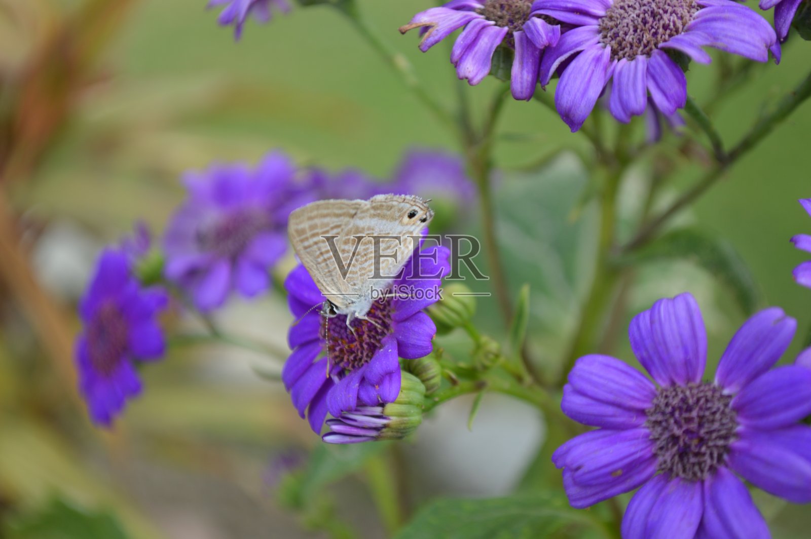 蝴蝶照片摄影图片