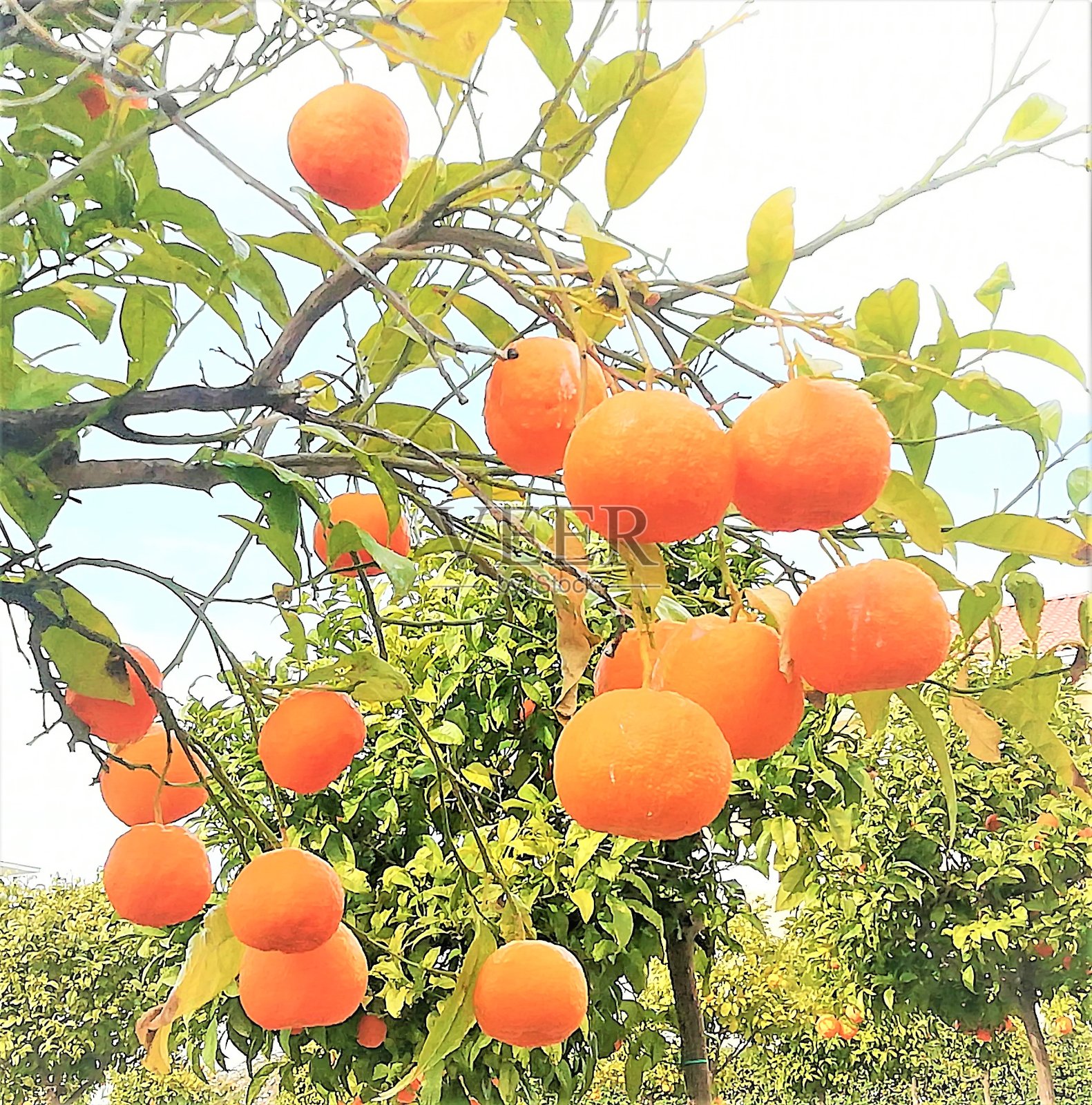 橙树照片摄影图片