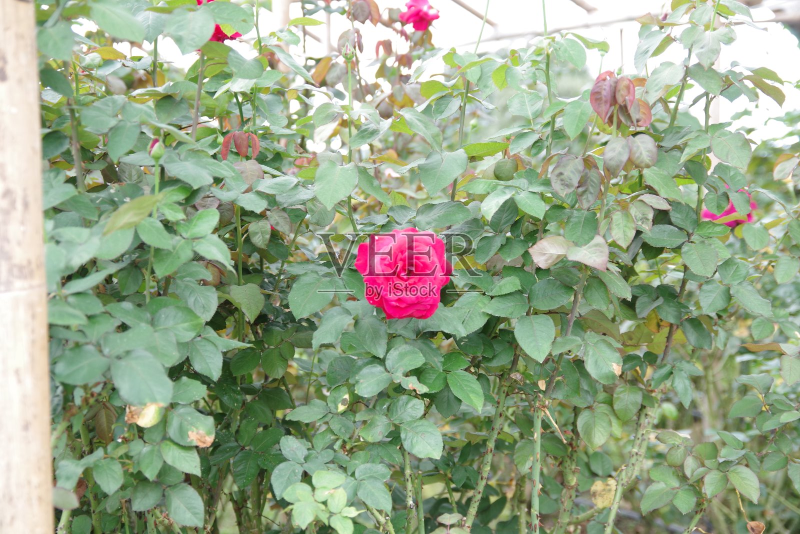 玫瑰照片摄影图片