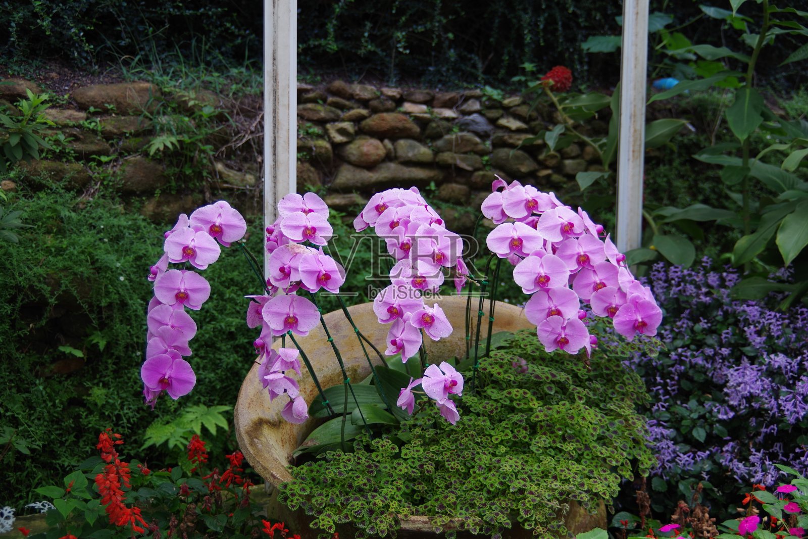 兰花照片摄影图片