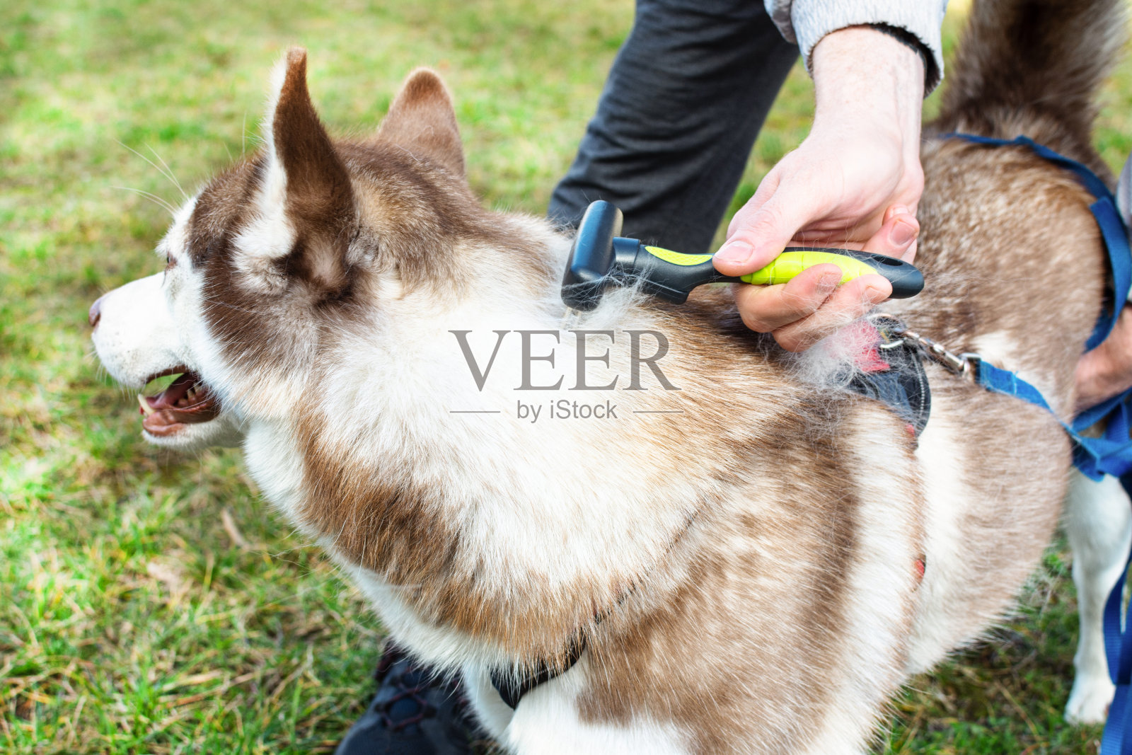 在户外为西伯利亚哈士奇犬梳理内毛。照片摄影图片