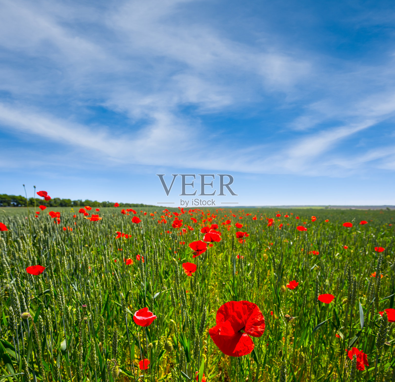 绿色的麦田里种着红色的罂粟照片摄影图片