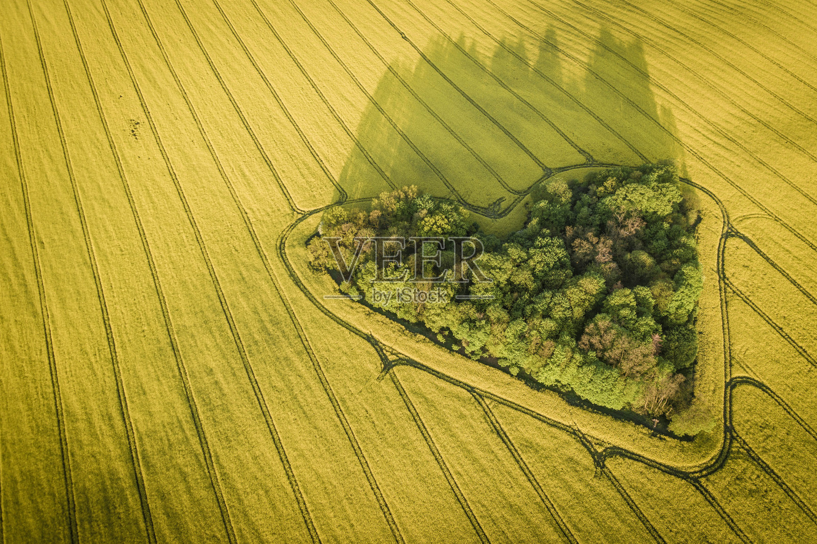 油菜田中的真实心形小树林。自然之爱。情人节标志。照片摄影图片