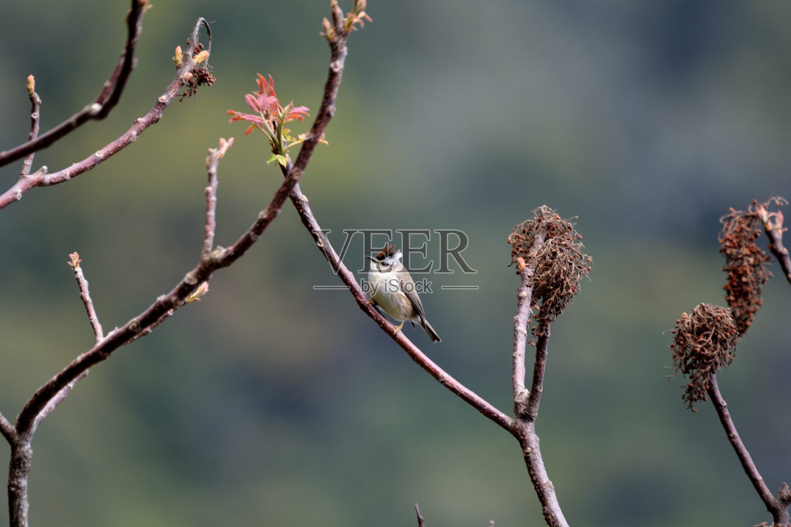 冠鸫(Yuhina brunneiceps)照片摄影图片
